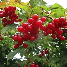 Калина плодовая 'Вигорова'