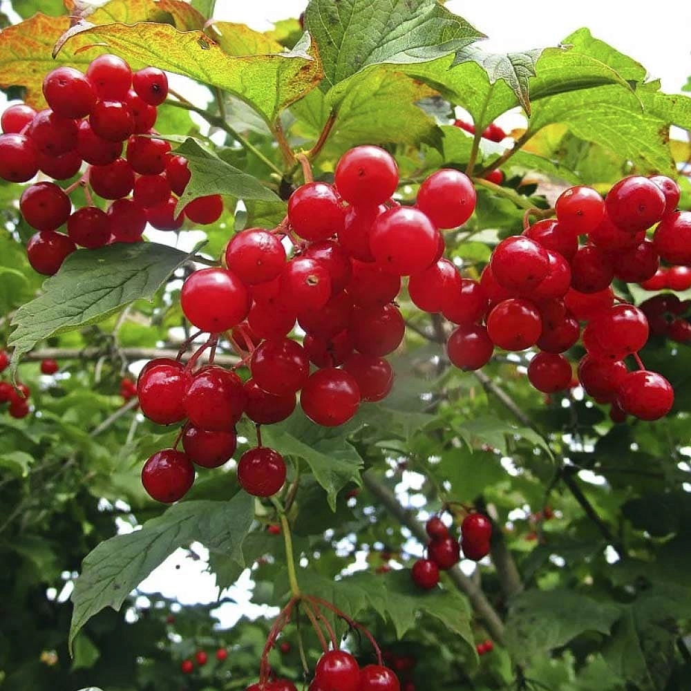 Калина плодовая 'Вигорова'