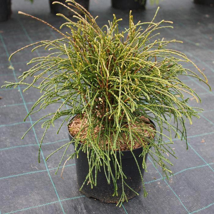 Туя складчатая 'Випкорд'