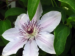 Клематис 'Мисс Бейтман'