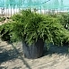 Можжевельник пфитцериана 'Минт Джулеп'
