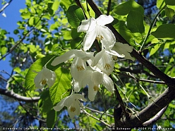Халезия  каролинская