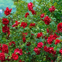 Роза 'Таманго' (чайно - гибридная) (красная)