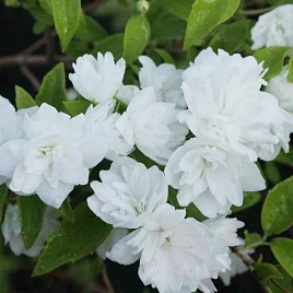 Чубушник 'Фрости Морн’