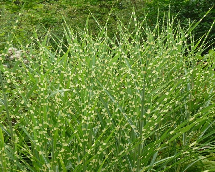 Мискантус китайский 'Зебринус'