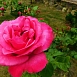 Роза 'Высоцкий' (чайно-гибридная, парковая) (розово-малиновая)