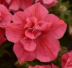 Петуния (сурфиния) гибридная 'Дуо Салмон' (лососевая)