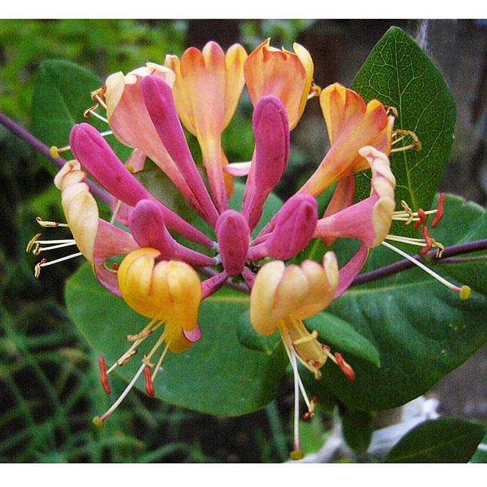 Жимолость вьющаяся Гекрота (Lonicera Heckrottii)