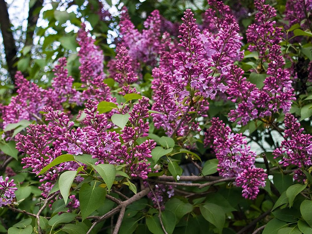 Сирень гиацинтоцветная 'Эстер Стейли' (лиловая)