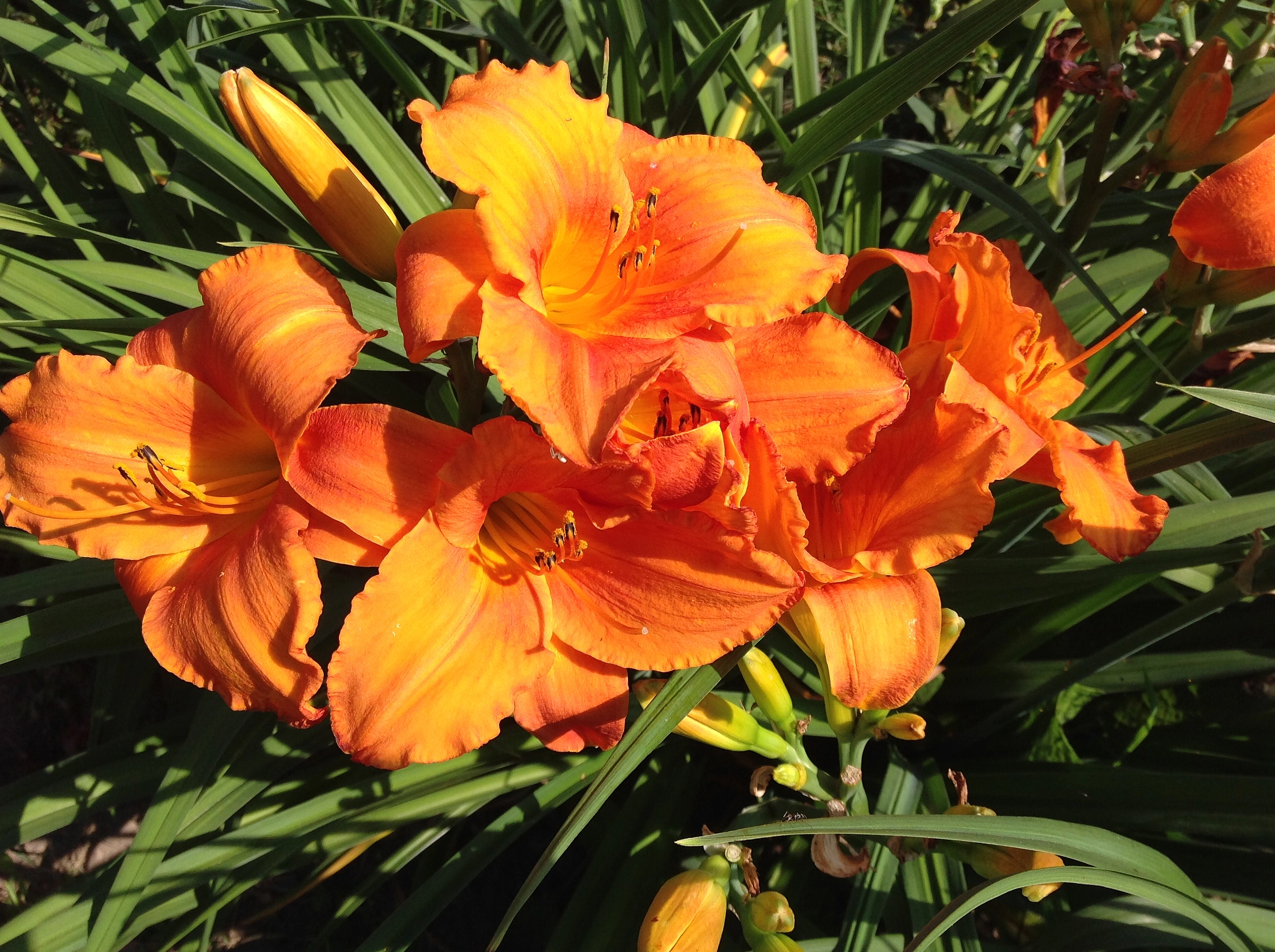 Лилейник гибридный 'Мауна Лоа'