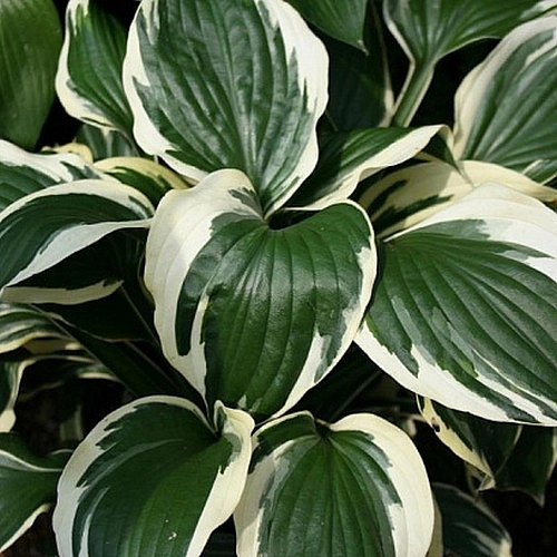 Хоста гибридная (вздутая, волнистая) 'Патриот'