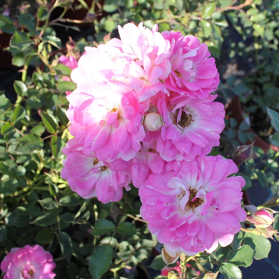 Роза 'Флирт 2011' (миниатюрная) (розовая)