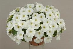 Петуния (сурфиния) гибридная 'Сурфиния Сноу' (кашпо)