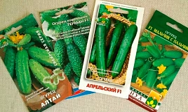 Семена Огурец