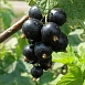 Смородина черная 'Чернавка'