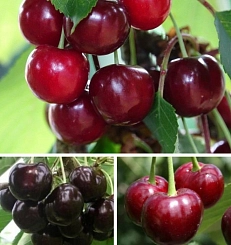 Вишня обыкновенная 'Жуковская/Владимирская/Шоколадница' (тройная прививка)