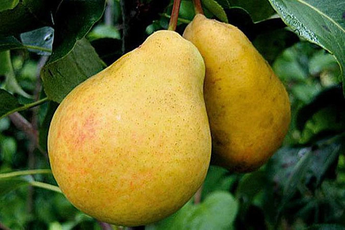Груша 'Дюшес'