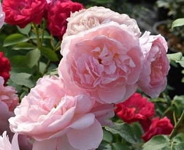 Роза 'Наэма' (плетистая) (розовая)