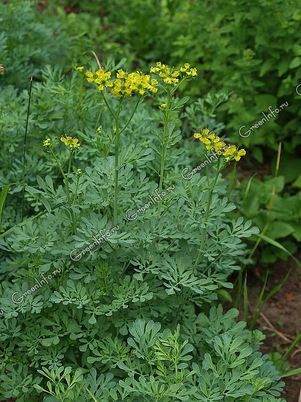 Рута душистая