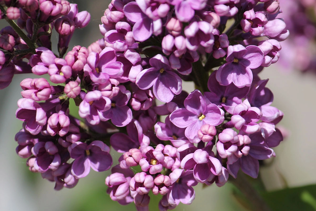 Сирень обыкновенная 'Леонид Леонов' (лилово-розовые)