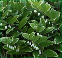 Купена серповидная 'Вариегатум'