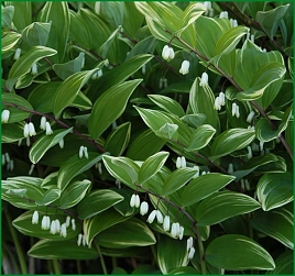 Купена серповидная 'Вариегатум'