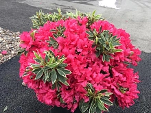 Рододендрон тупой (азалия) 'Сильвер Сворд' (малиновый)