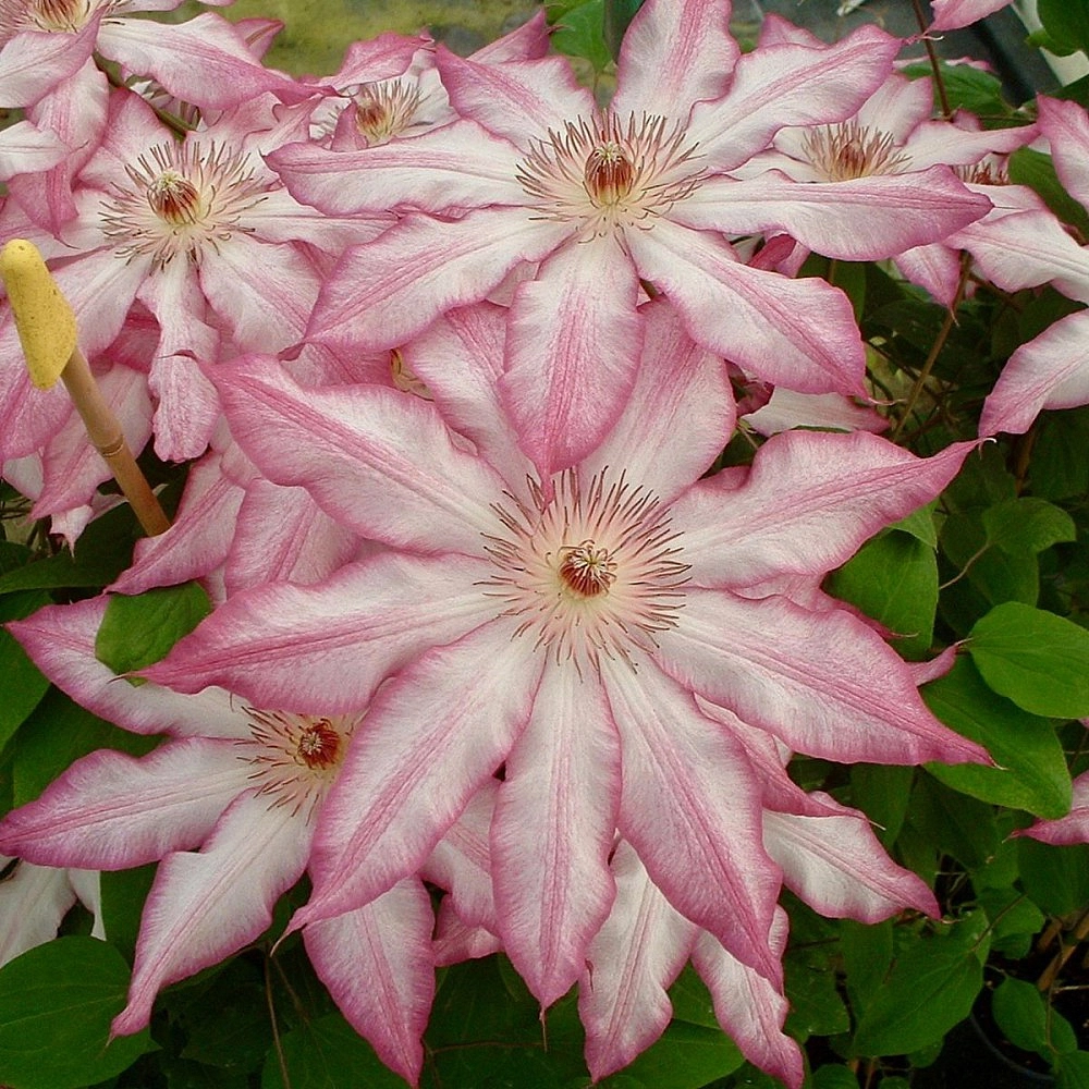 Клематис крупноцветковый 'Тае'