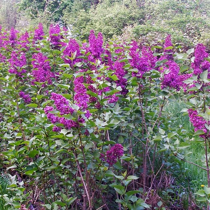 Сирень обыкновенная 'Людвиг Шпет' (фиолетово - розовая)