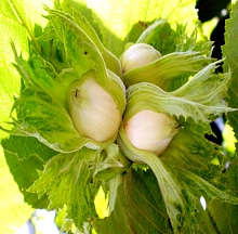 Фундук 'Барселонский'