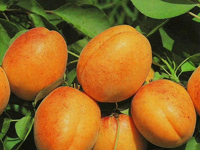 Абрикос 'Триумф'