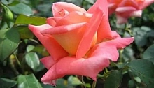 Роза 'Карнавал' (чайно - гибридная) (персиково - розовая)