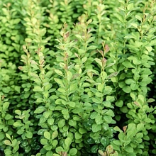 Барбарис Тунберга 'Паувау'