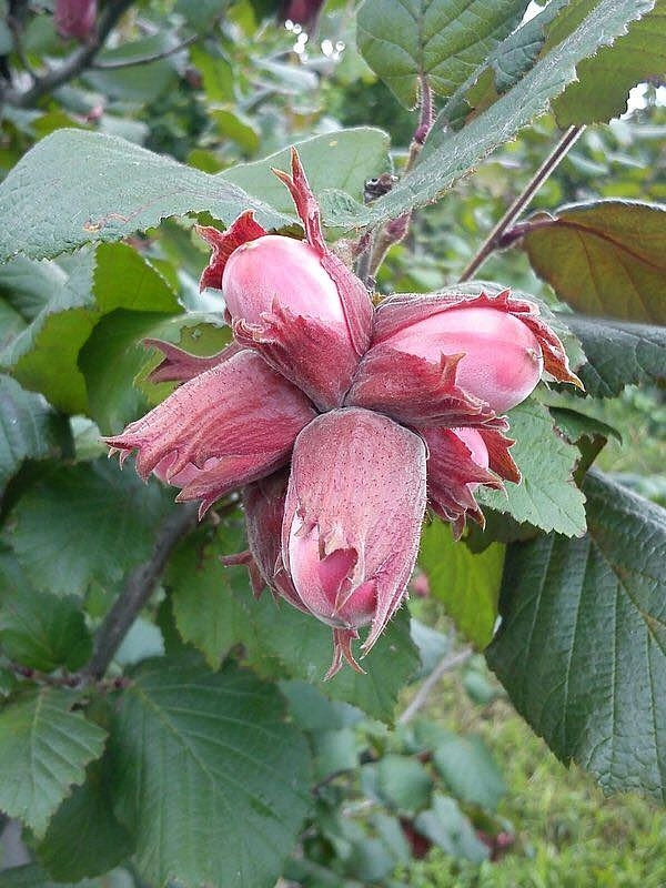 Фундук 'Екатерина'