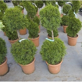 Туя западная Смарагд бонсай 2 шара