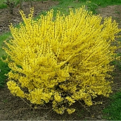 Форзиция промежуточная (средняя) 'Голдрауш'