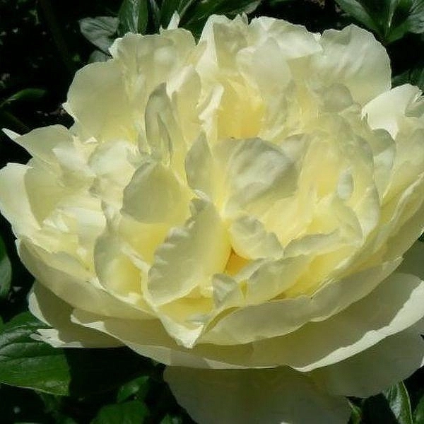 Пион молочноцветковый 'Лемон Шифон' (лимонно - желтый)
