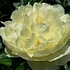 Пион молочноцветковый 'Лемон Шифон' (лимонно - желтый)