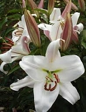 Лилия 'Замбези' (белая)
