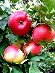 Яблоня домашняя 'Краса Свердловская'