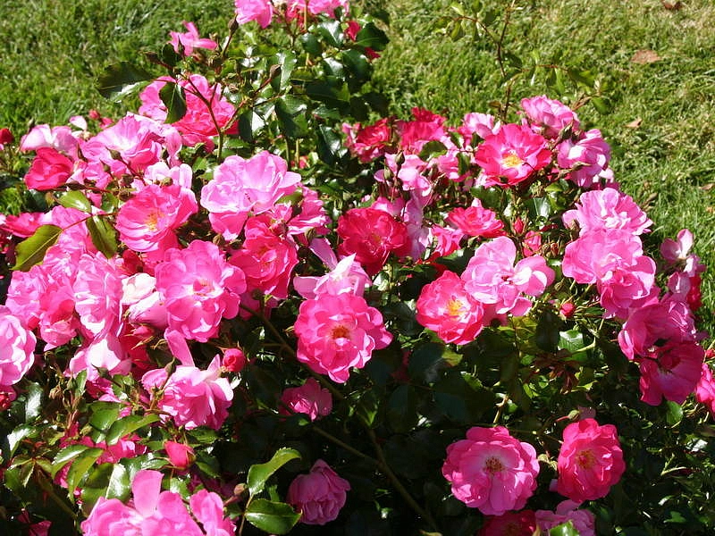 Роза 'Неон' (почвопокровная, миниатюрная) (розовая)