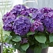 Гортензия крупнолистная 'Дип Перпл'