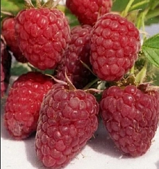 Малина 'Изобильная Казакова' (ремонтантная)