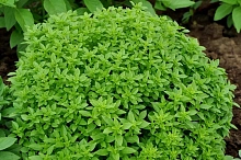 Базилик пряный 'Смуглянка'