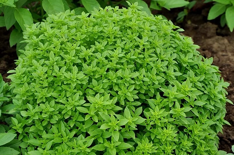 Базилик пряный 'Смуглянка'