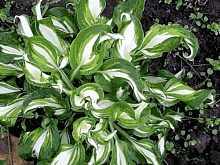 Хоста гибридная (вздутая, волнистая) 'Медиовариегата'