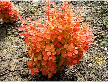 Барбарис Тунберга 'Оранж Санрайз'