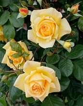 Роза 'Мишка' (шраб) (желто-абрикосовая)