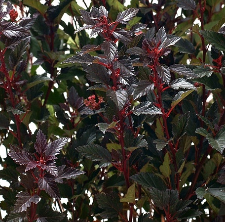 Пузыреплодник калинолистный 'Литл Джокер'