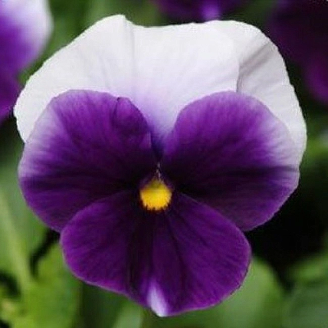 Виола Виттрока 'Инспайр Биконсфилд Плюс' (синяя с белыми крыльями)